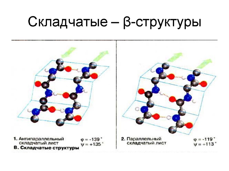Складчатые – β-структуры